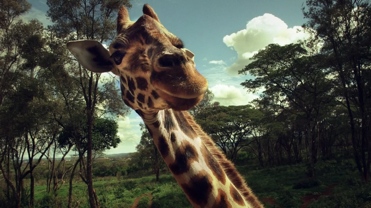 A giraffe under the bright midday sun
