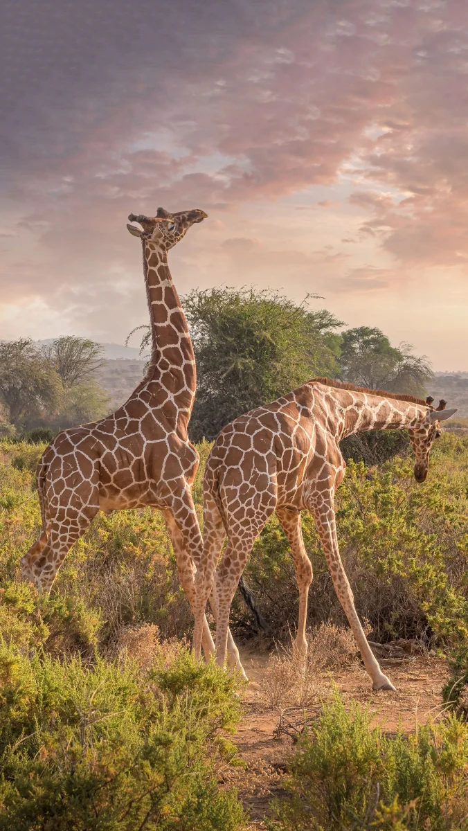 two giraffes in the rays of the setting sun, africa, clouds, giraffes, shrubs, animals, fauna