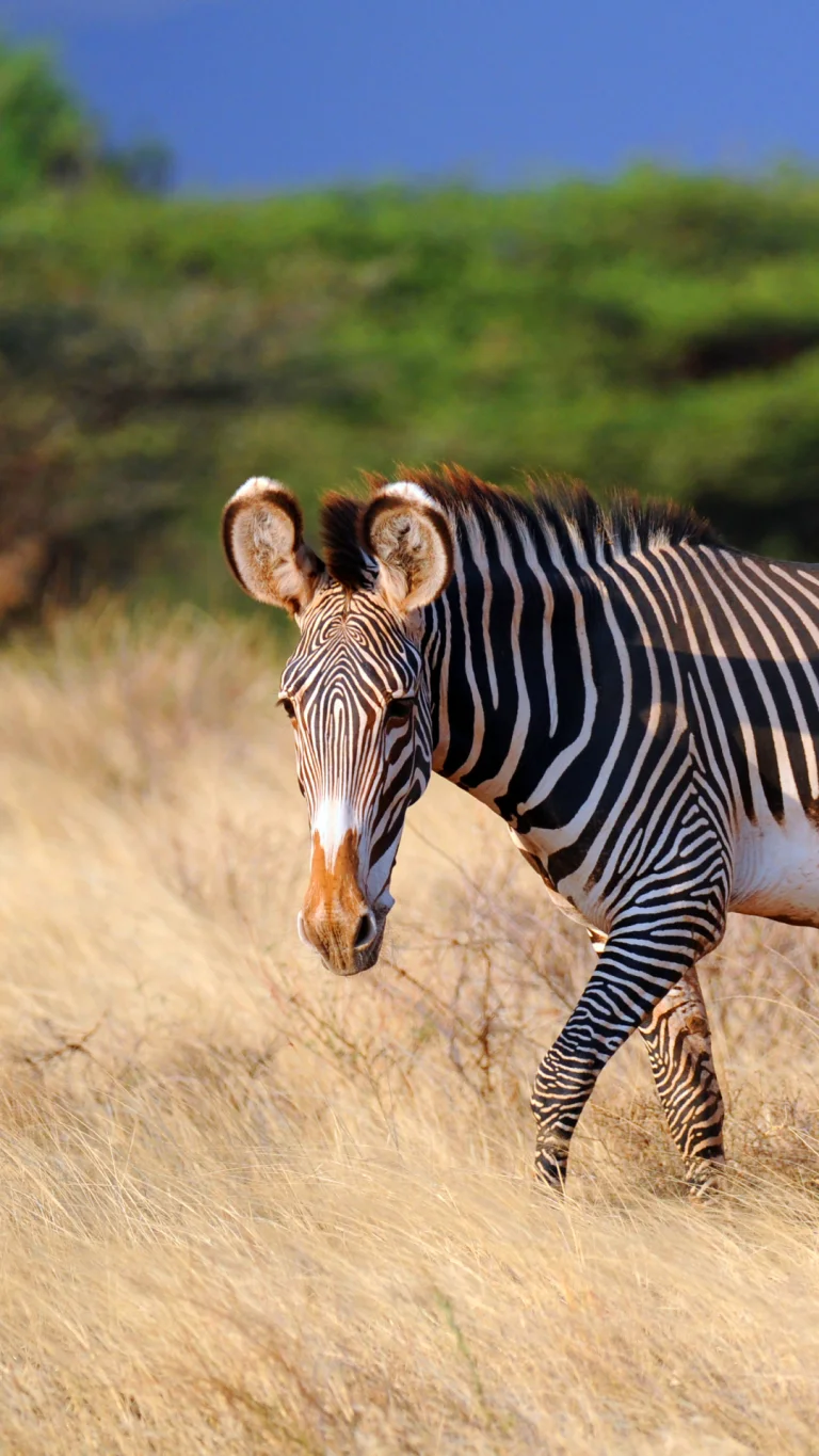 Grévy's Zebra