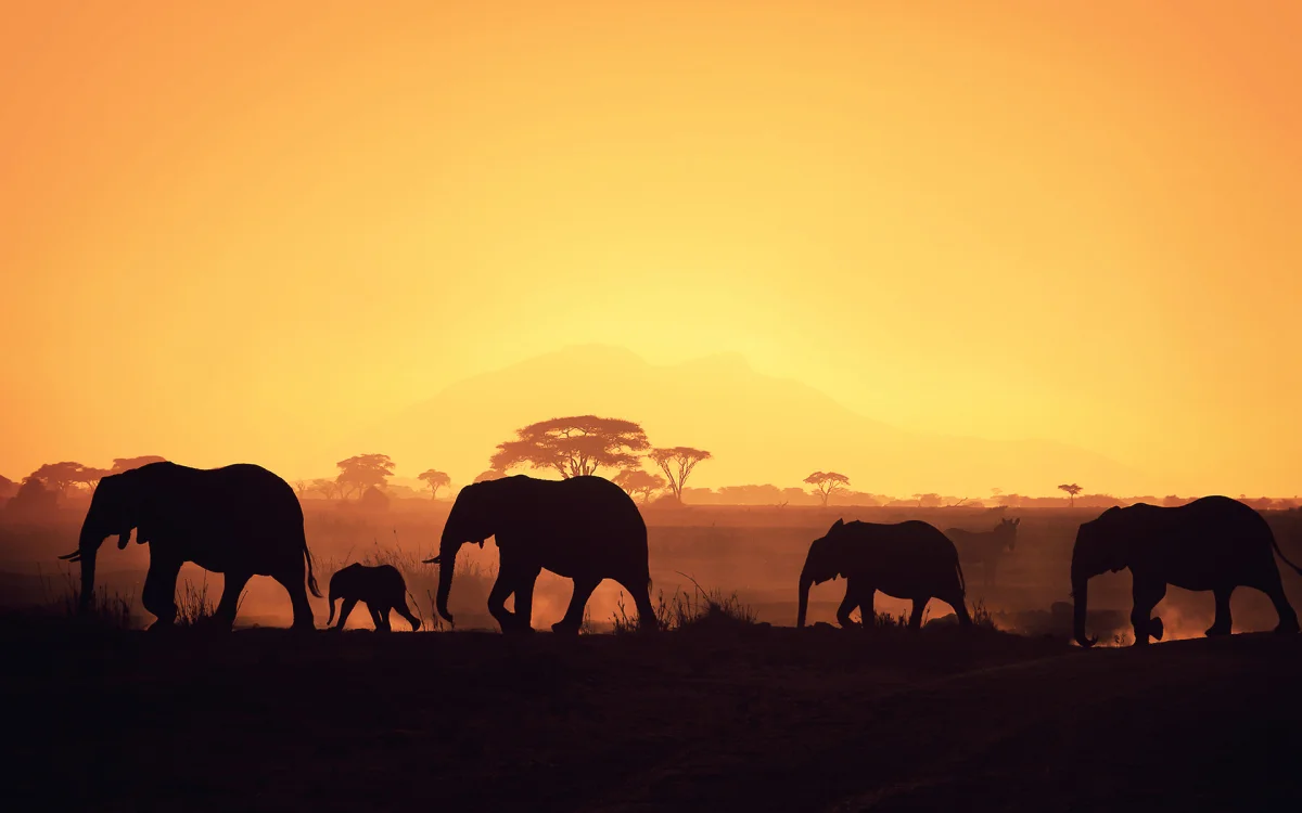 Silhouettes of elephants against the backdrop of a golden sunset