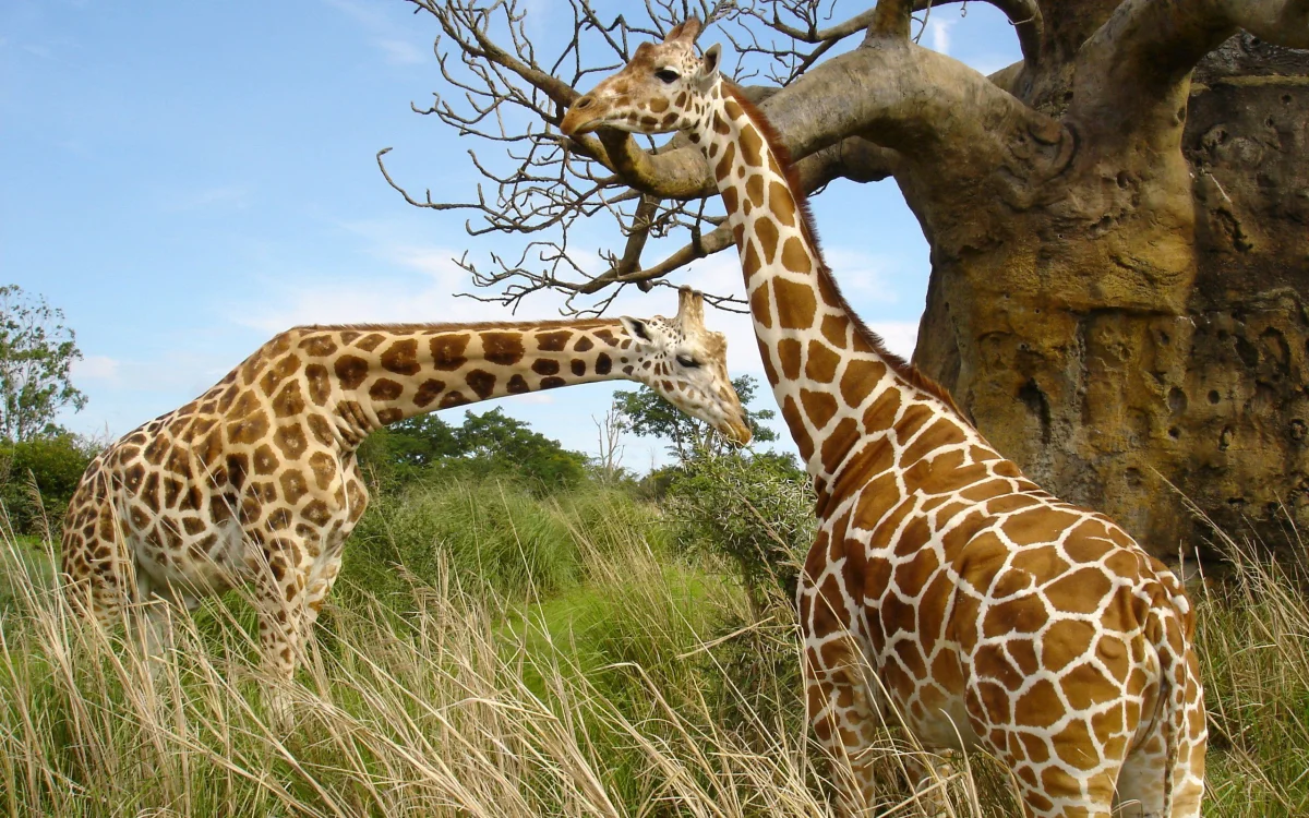 Two giraffes by a baobab tree