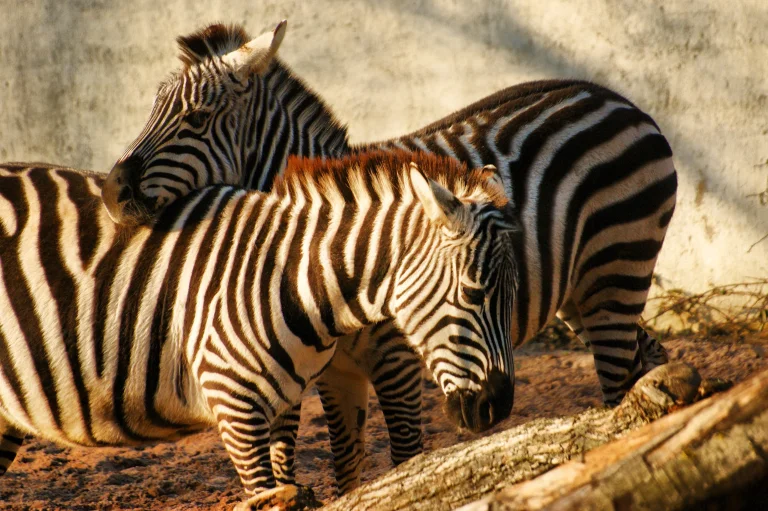 Zebras in the rays of the setting sun