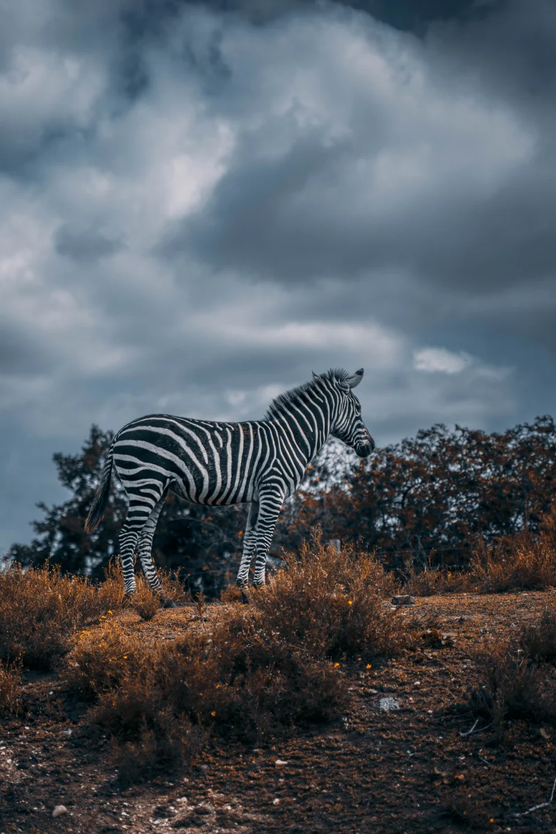 A zebra under a cloudy sky