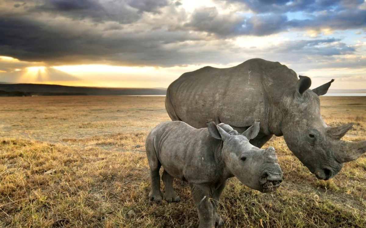 White rhinos in the rays of the setting sun