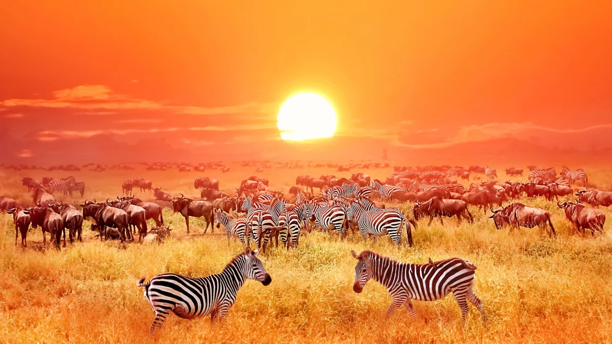 Zebras at Sunset