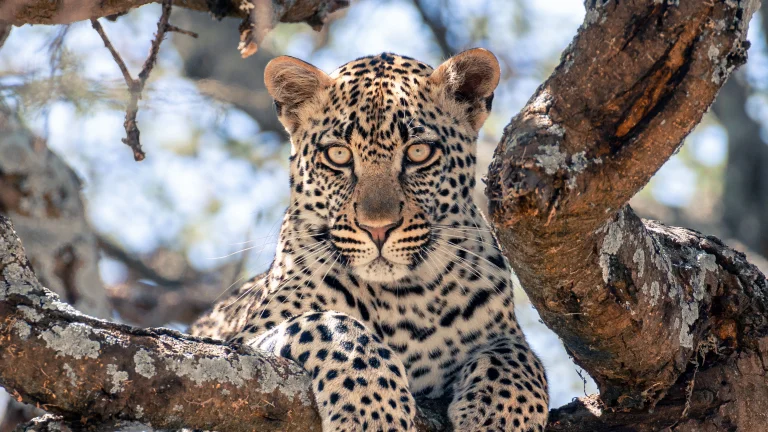 a leopard in the branches, leopard, africa, leopards, look, views, glance, predators, trees, animals, fauna