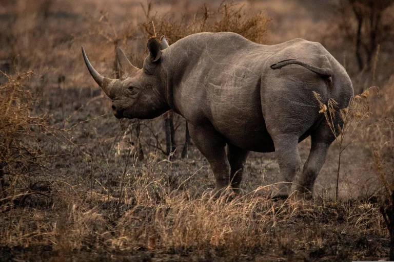 A black rhinoceros in the dry grass