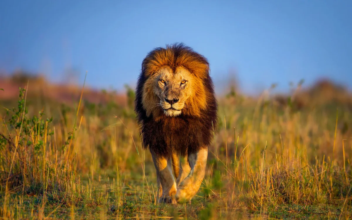 A lion with an expressive gaze