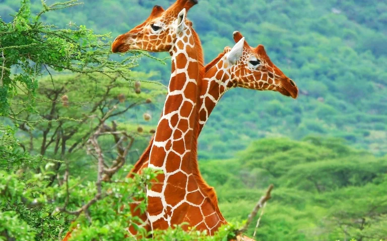 Two giraffes amid the lush greenery of the African savanna