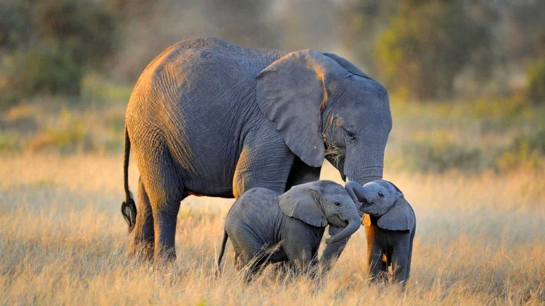 a female elephant with her calves, africa, elephants, herb, herbs, lawns, animals, fauna