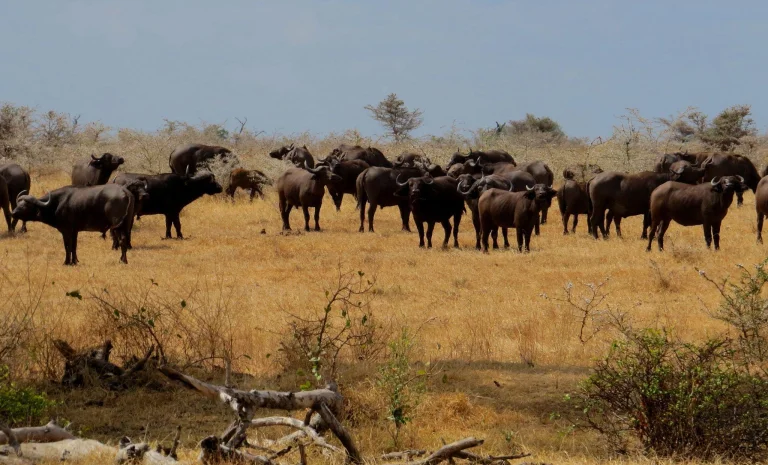 A herd of African buffalo