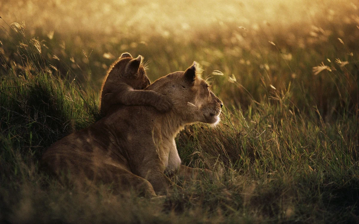 a lioness with her cub in the tanzanian savanna, african lions, tanzania, africa, herb, herbs, lawns, lions, lion, predators, sunsets, sunset, animals, fauna