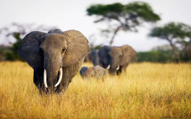 a savanna elephant walks through the grass in kenya, african elephants, kenya, africa, elephants, herb, herbs, lawns, animals, fauna