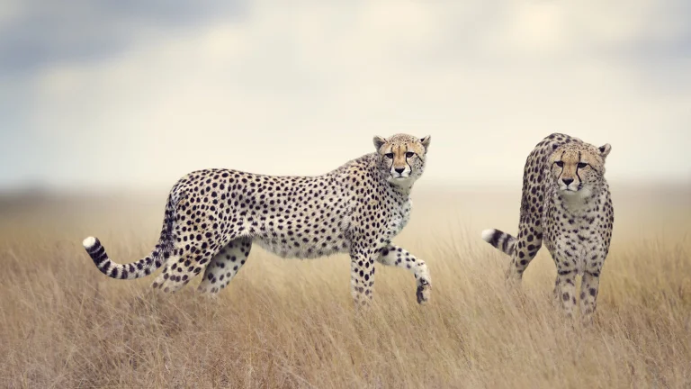 Cheetahs in the Kenyan savanna