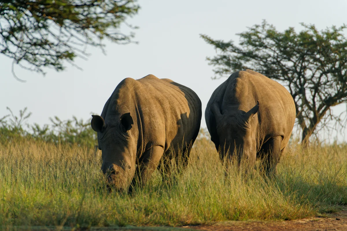white rhinos graze on the savanna in south africa, rhinoceros, south africa, africa, herb, herbs, lawns, rhinoceroses, rhinos, trees, animals, fauna