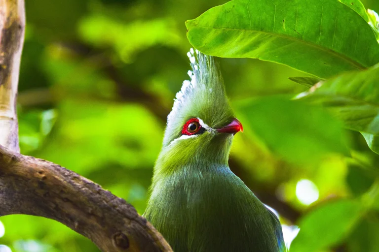 a green turaco in the foliage, turaco, africa, birds, leaves, foliage, leafage, frondage, bird, animals, fauna