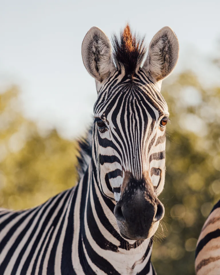 A Burchell's zebra in the savanna
