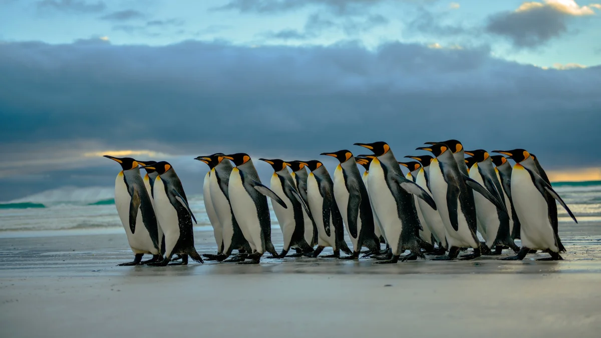 King penguins waddle along the Antarctic coast