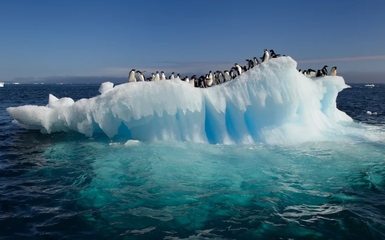 a colony of adélie penguins on a drifting iceberg, antarctica, birds, glaciers, ice, ices, icebergs, ocean, oceans, pacific ocean, penguins, wild animals, fauna, animals