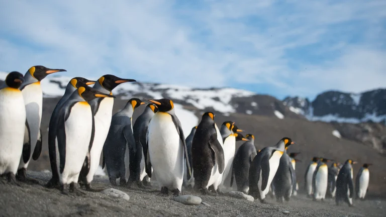 a colony of king penguins, antarctica, birds, mountains, peaks, hills, penguins, snow, wild animals, fauna, winter, winters, animals