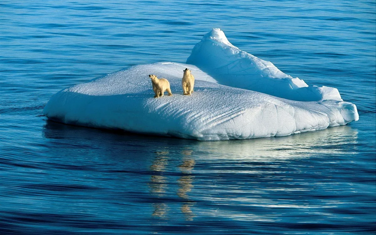 Two polar bears on a drifting ice floe