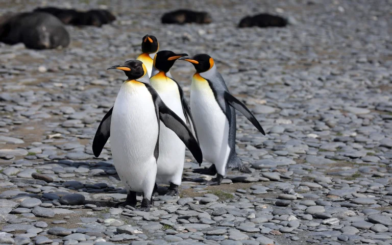 a group of king penguins on the rocky coast of antarctica, antarctica, birds, penguins, sealions, wild animals, fauna, animals