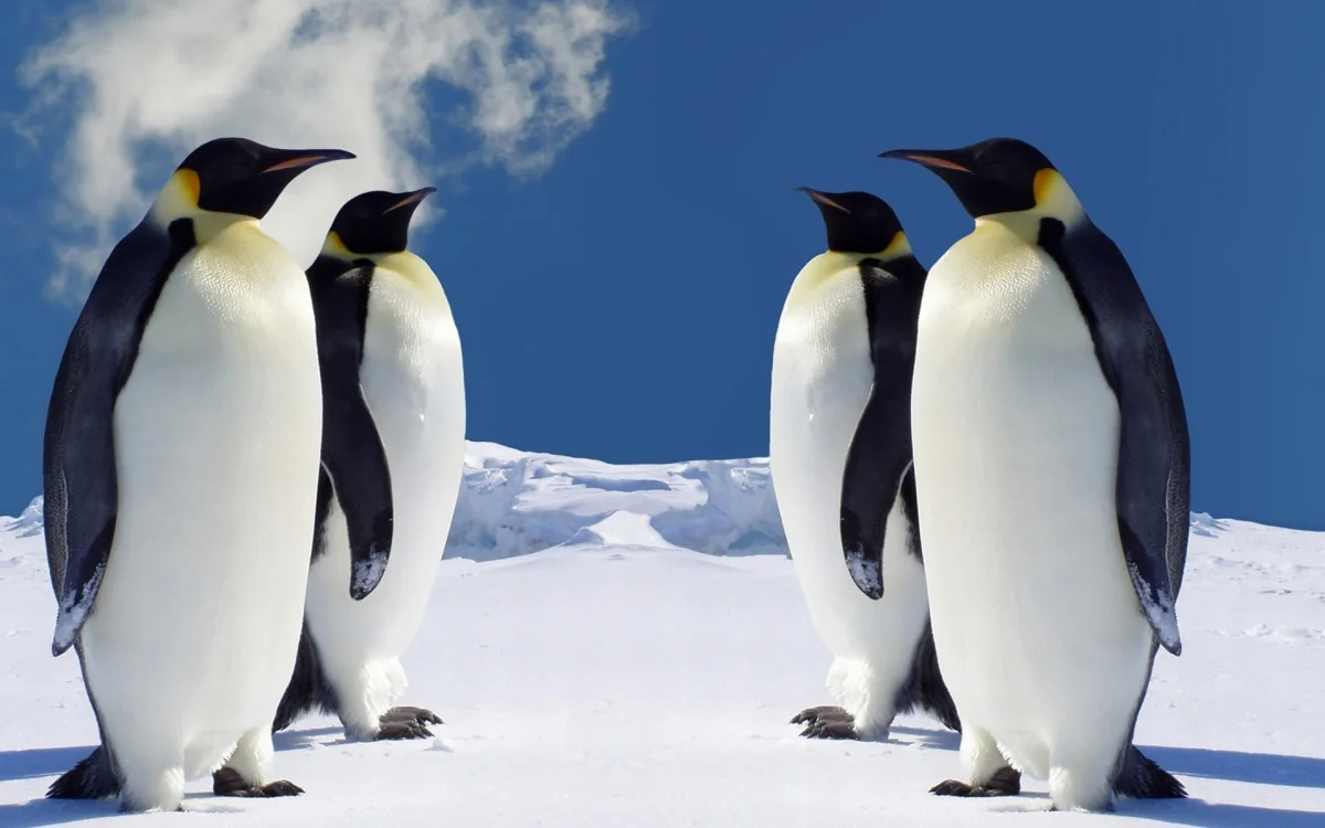 emperor penguins against the backdrop of antarctic snow, antarctica, birds, penguins, sky, snow, wild animals, fauna, winter, winters, animals