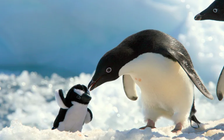 an adult adélie penguin interacts with a toy chick, antarctica, birds, ice, ices, penguins, snow, toys, wild animals, fauna, winter, winters, animals