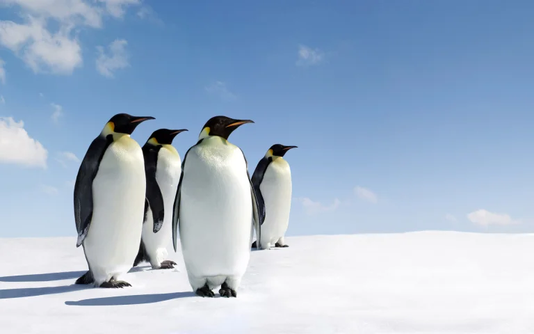 emperor penguins in the icy wasteland of antarctica, antarctica, birds, penguins, sky, snow, wild animals, fauna, winter, winters, animals