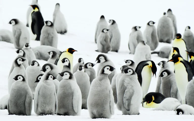 emperor penguin colony, antarctica, birds, cute, penguins, snow, wild animals, fauna, winter, winters, animals