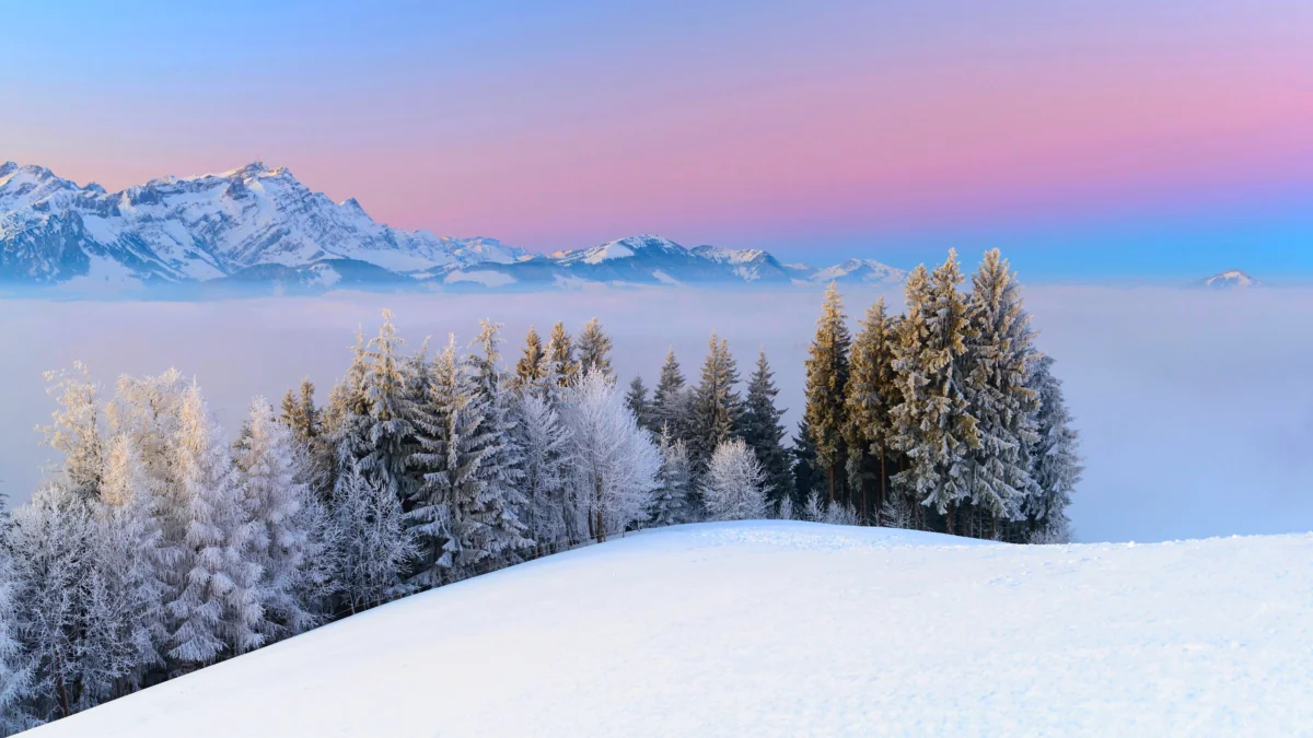 Snow-covered fir trees against a pink sky in the Alps