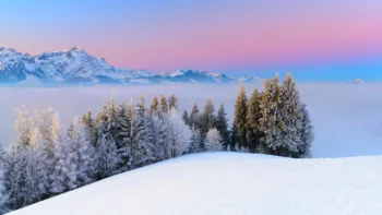 Snow-covered fir trees against a pink sky in the Alps