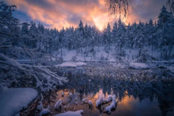A snow-covered coniferous forest against the backdrop of a pink predawn sky