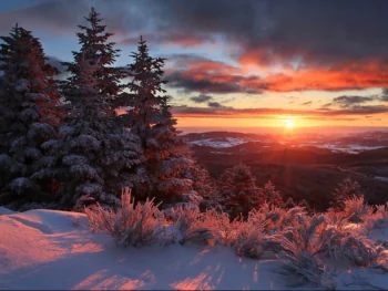 A blazing sunset over a snow-covered coniferous forest