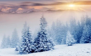 the rays of the rising sun over the snow-covered fir trees, fir trees, coniferous trees, fog, forest, forests, ice, ices, landscapes, morning, mountains, peaks, hills, snow, sun, sun rays, sunlight, rays, sunrises, dawn, winter, winters, nature