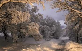 a snow-covered forest trail at dusk, evening, evenings, twilight, dus, forest, forests, paths, trails, pathways, snow, trees, winter, winters, nature