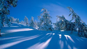 snow-covered fir trees bathed in bright sunlight, fir trees, coniferous trees, sky, snow, trees, winter, winters, nature