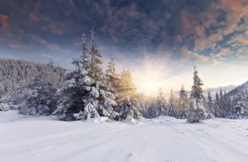 Sunbeams over a snow-covered fir forest