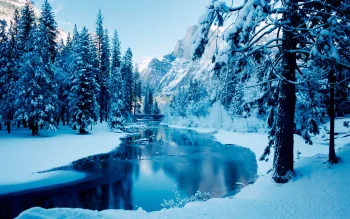 a snow-covered riverbank in yosemite national park, fir trees, coniferous trees, forest, forests, ice, ices, landscapes, mountains, peaks, hills, parks, national parks, rivers, canals, streams, snow, winter, winters, nature