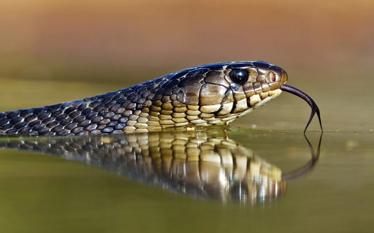 A common snake in the water