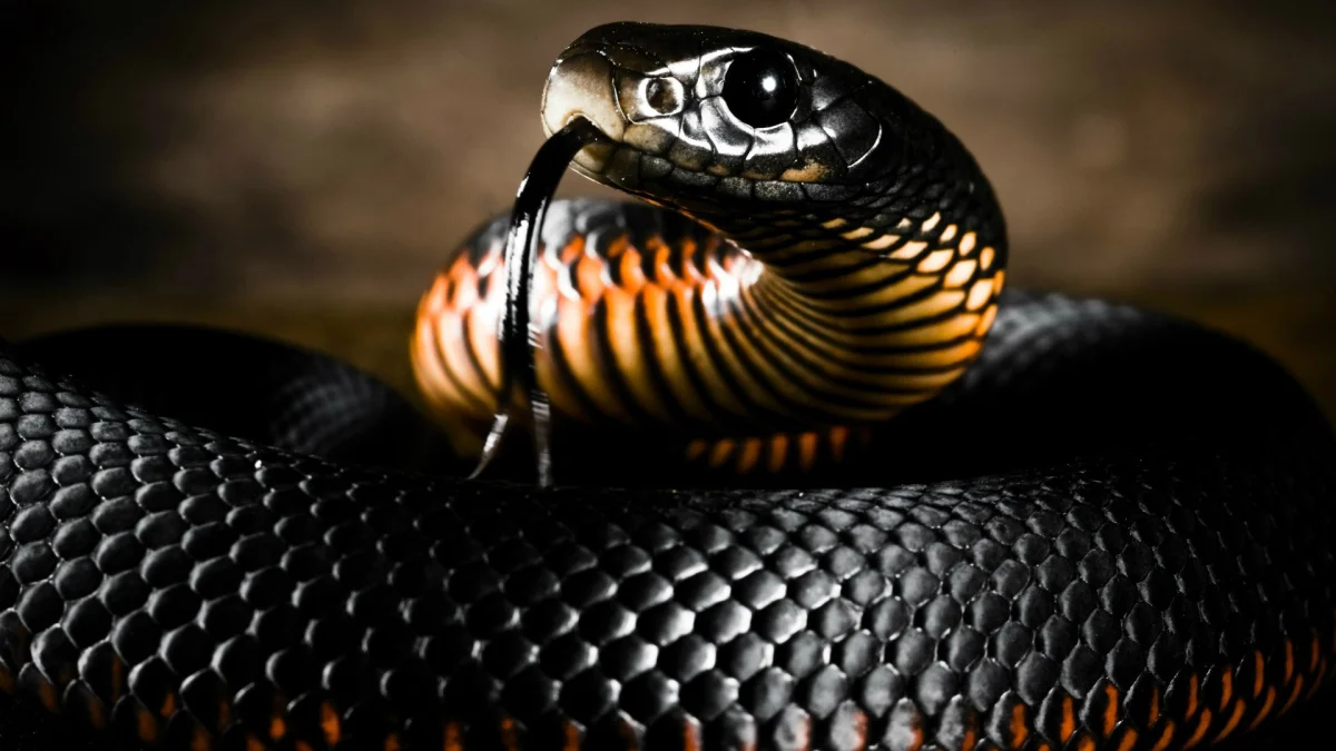 Black Echidna