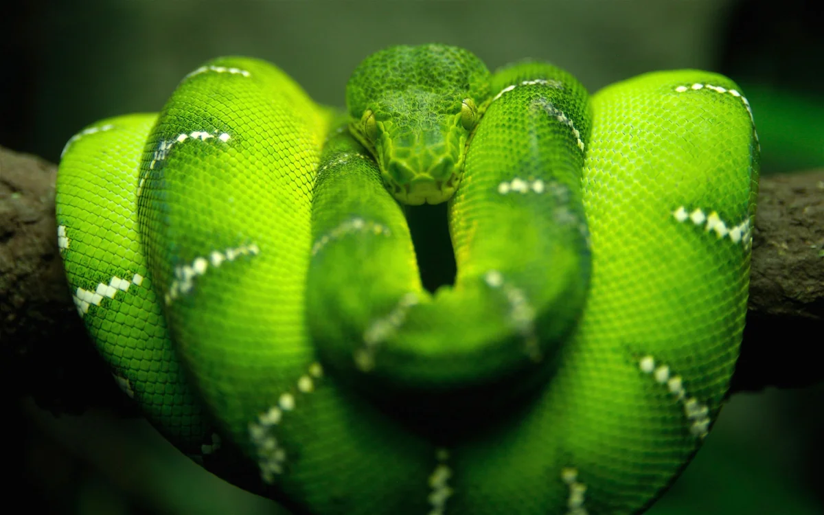 A green tree python on a branch