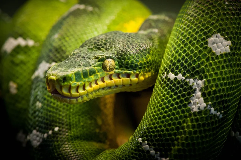 emerald tree boa, boas, reptiles, snakes, animals, fauna