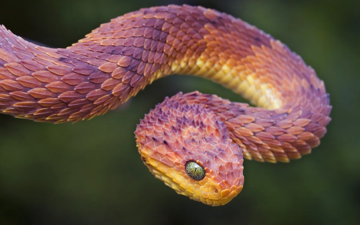 Tree Viper (Atheris squamigera)