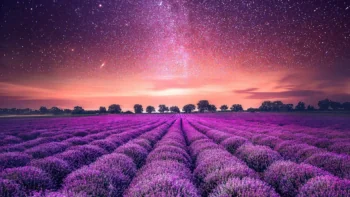 Purple fields of lavender bathed in the glow of the Milky Way