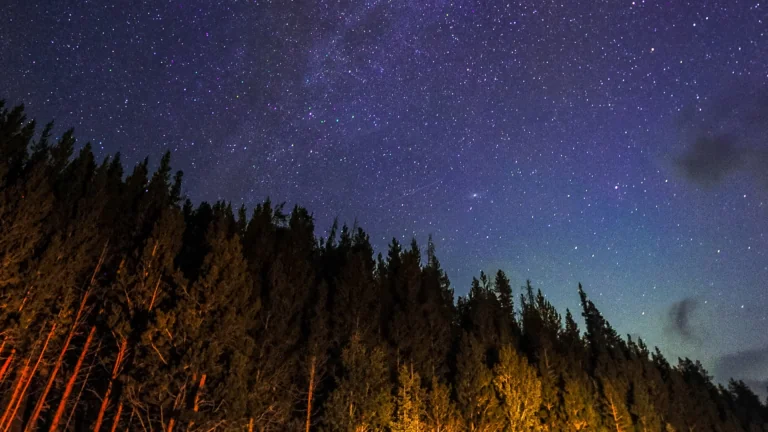 The Milky Way over a dark coniferous forest