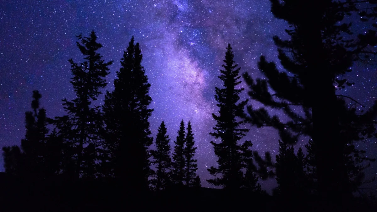 Silhouettes of a coniferous forest against the backdrop of the Milky Way