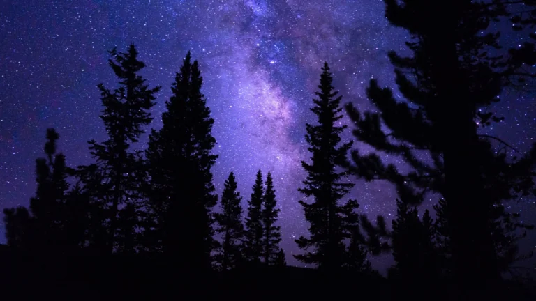 Silhouettes of a coniferous forest against the backdrop of the Milky Way