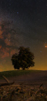 A solitary tree beneath the dome of the Milky Way
