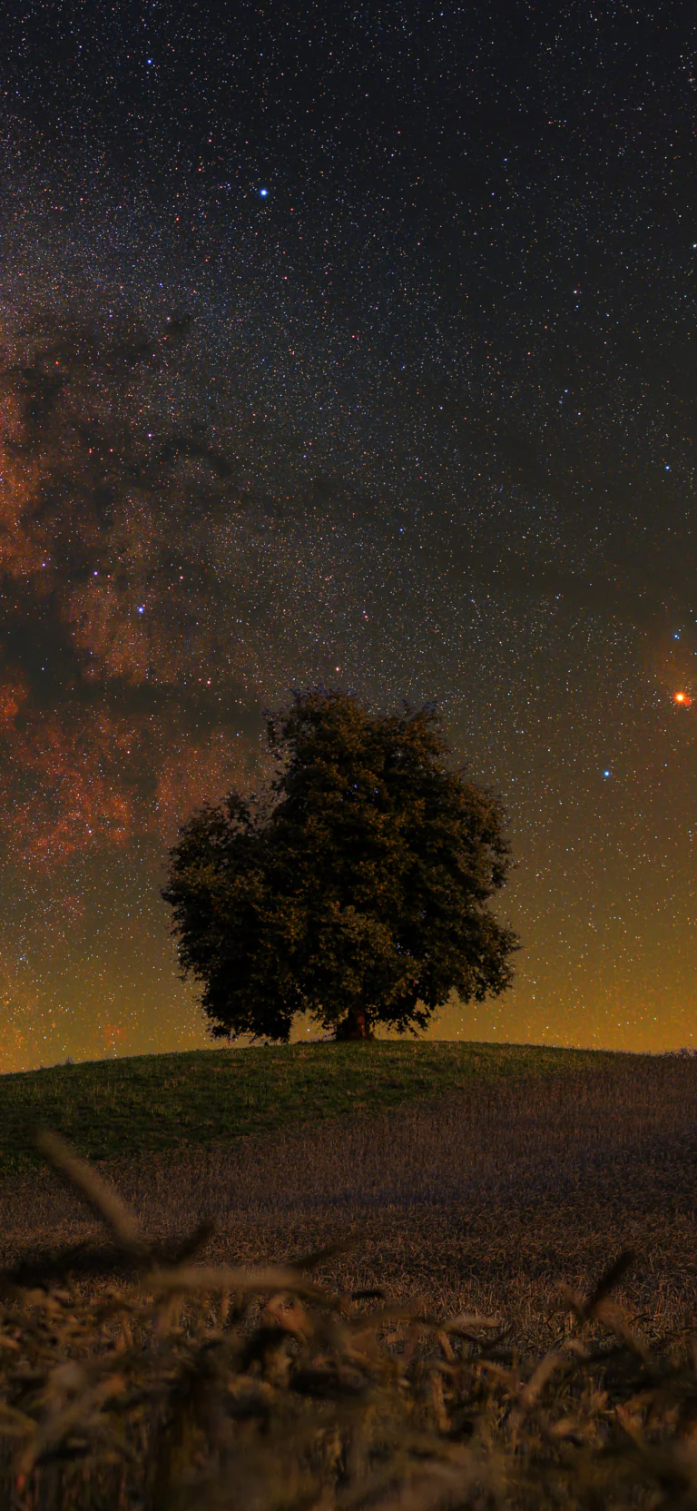 A solitary tree beneath the dome of the Milky Way